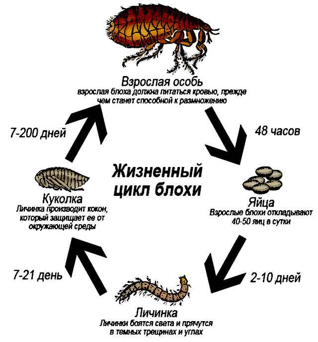 На фото описано развитие блох